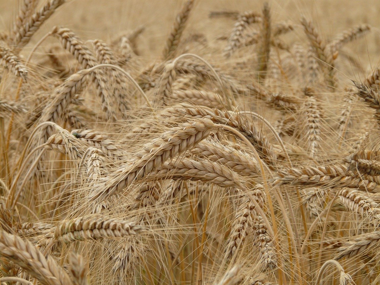 wheat, field, grass-8762.jpg
